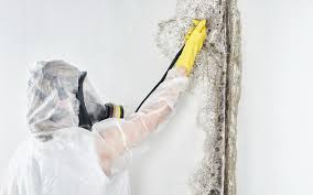 Mold Removal for HVAC Installations